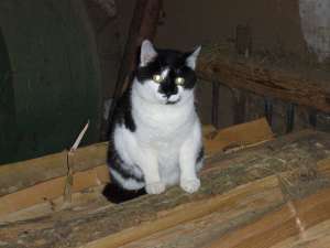 Grosses bild anzeigen 20060528 084.jpg